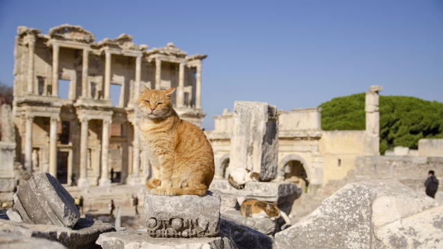 トルコ エフェソス遺跡のケルスス図書館（セルシウス図書館）と猫